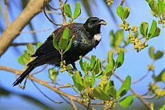 Tui